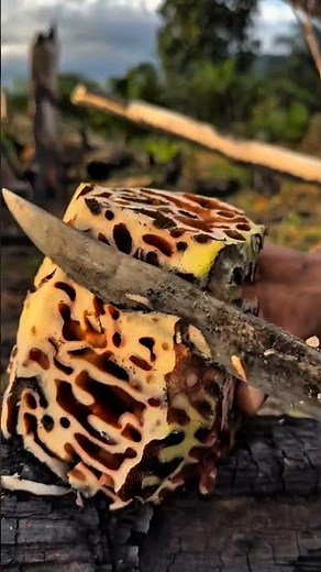 Ant-Nest Plant: The Strange Plant That Houses Thousands of Ants