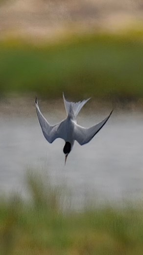 Forster’s Tern diving to catch fish.🐟 #forsterstern #tern #terns #seabirds #seafood #fishing | Tohid Azimi