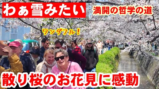 4/2(木)わぁ雪みたい！外国人観光客、散り桜のお花見に感動【満開散り始めの哲学の道】 - ECHO TRIP