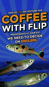 🌊Have you heard of N Class Endlers? Careful records are kept establishing that they come from an original strain from Venezuela. Endlers were rediscovered by Dr. John Endler in 1975. Most of those fish were then crossed and the pure strains were lost. In recent years they have been again collected from Venezuela, which is how N Class Endlers strains were established. Learn more about N Class Endlers here: https://bit.ly/436tzW1 ☕Join us LIVE every Wednesday at 10AM EST for Coffee With Flip as w