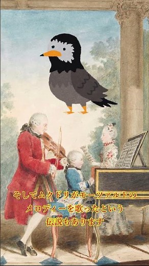 モーツァルトの名曲の最初のリスナー、まさかの鳥かも ！！！#ゆる解説 #雑学 #名曲解説 #古典音楽 #ゆっくり解説 #歴史 #モーツァルト