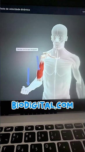 Locomotor system #model #anatomy #easyanatomy #anatomy