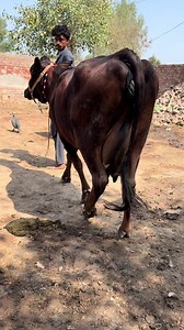 #cow #dairyfarm #daiy#short#youtubeshort