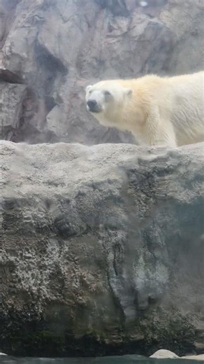 巨大シロクマの圧倒的肉体美と迫力🐻‍❄️ / The Raw Power and Beauty of a Giant Polar Bear
