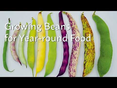 Growing Beans for Year-round Food