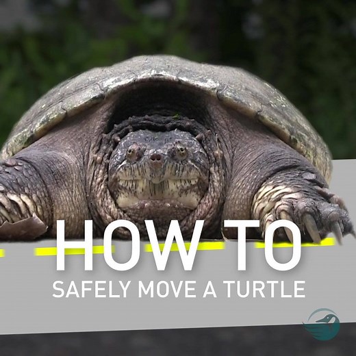 185K views · 325 reactions | Give turtles a brake! When you see turtles on the road this season, slow down or help them across. Watch our video on how to properly help a turtle cross the road. #HelpTheTurtles | Canadian Wildlife Federation / Fédération canadienne de la faune | Facebook
