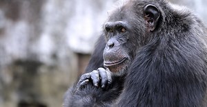 7 of the most impressive feats of animal intelligence