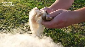 WATCH: Video of man breaking open cattails is absolutely mesmerizing