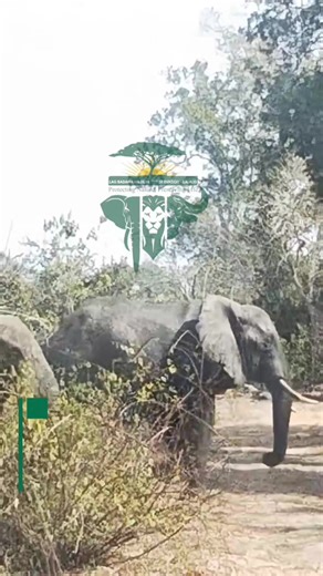 Somali Elephants in Drought Season