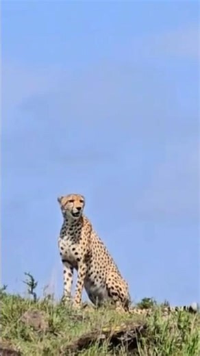 CHEETAH SOUND MEOW