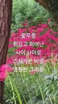 함평모악산 꽃무릇 축제 #꽃무릇 최길용