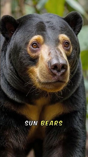 Sun Bear Secrets: Nature's Hidden Climbers?