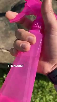 How to get rid of roaches, silverfish, and ants! | Ceith Griffith