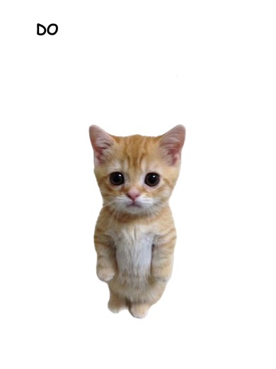 Satirical Cat Video: USA Edition