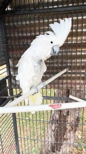 Umbrella Cockatoo