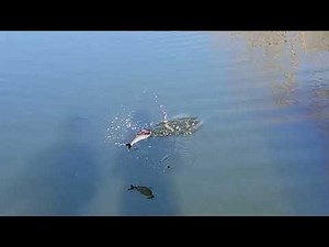 Swimbait Review: TrashyBass Shad Glide