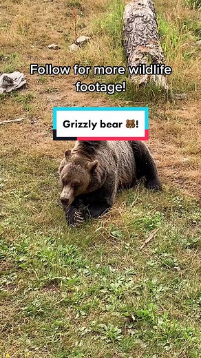 Fascinating Facts About Grizzly Bears