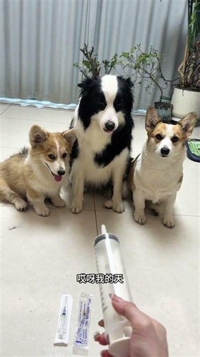 Title: The Truth About Raising Border Collies: You Can't Miss Out