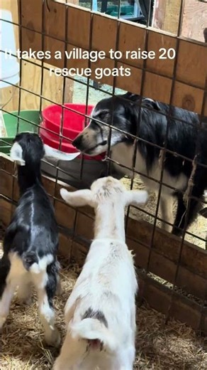It takes a village to raise 20 rescue baby goats! #goats #farm #babygoats