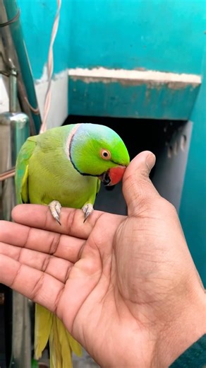 Talking parrot video # Indian Ringneck parrot video #talkingparrot #nonstoptalkingparrot #viralvideo