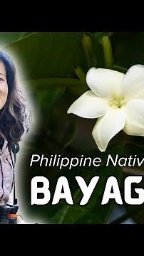 #PhilippineNativeTrees: Bayag-usa (Voacanga globosa)