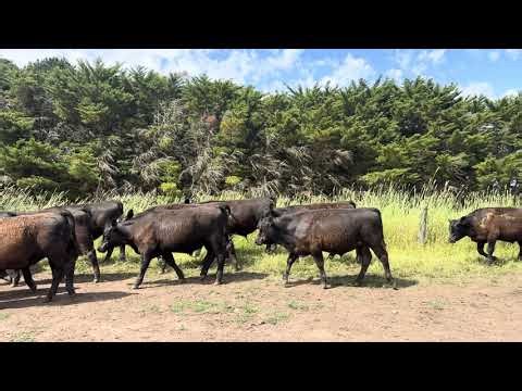 Springfield M&N penny - 38 Steers