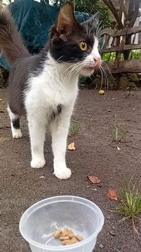 CAT VIDEO #cat #cateating #catsounds