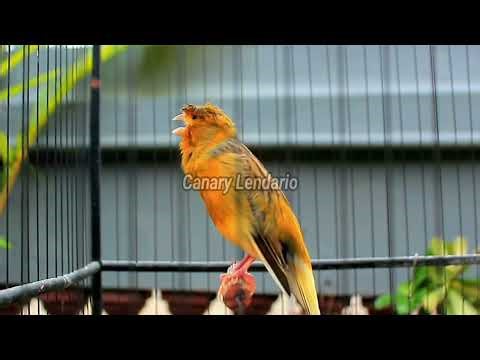 Lendário canto canário muito bom para o seu mestre canário HD Canário Lendário 220