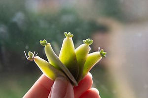 How to Propagate Succulents at No Cost