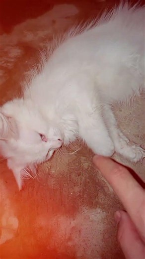 "My cat is sleeping." 🐱😴 #billow #subscribemychannel