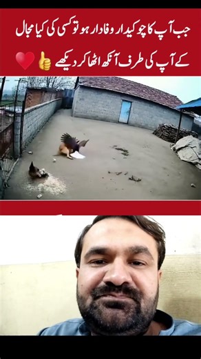 Eagle vs Dog fighting #animals #eagle #animallife