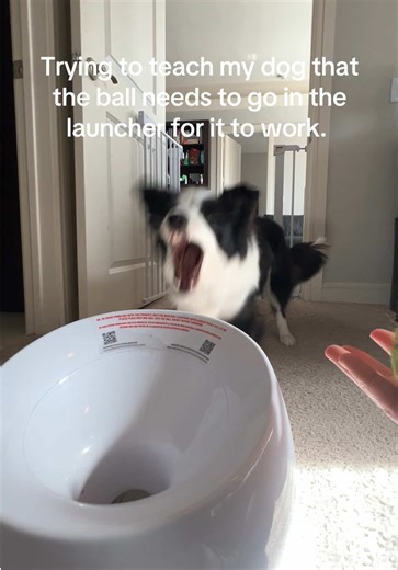 Teaching My Border Collie How to Use the Ball Launcher