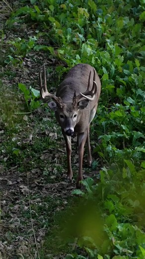 Cruising to the Monsterbuck Rut Greens 🔥 #monsterbuck #whitetail #foodplots #hunting @MidwestWhitetailOfficial