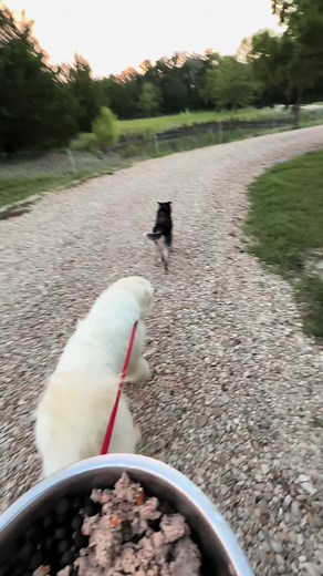 Great Pyrenees Livestock Guardian Dogs Herding Sheep