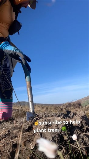 Watch me plant a Tree 🌲 in Scotland forestry work nature woodland view