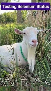 The Right Way to Test Selenium in Goats
