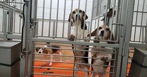 Nearly 50 beagles from Envigo facility arrive at Williamsburg rescue, Virginia Beach SPCA