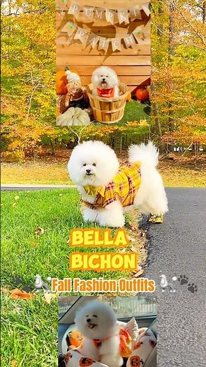 Dog Fall Fashion Clothes🐾🍁 | Bella Bichon’s Fall Fashion Wardrobe🐩