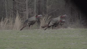 WHO'S READY? | The National Wild Turkey Federation