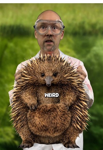 Discover the Fascinating Echidna: Nature’s Oddball