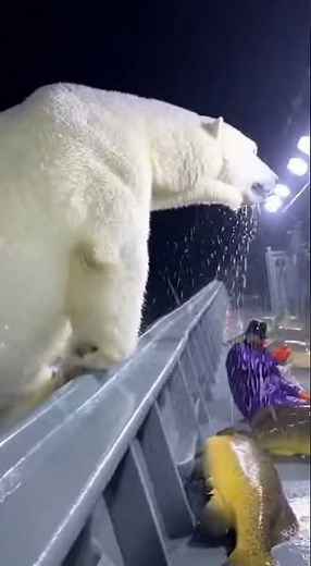 The Rail Bends, Seawater Explodes—Then the Polar Bear Clamps Down on a Yellow Grouper 😱🛥️