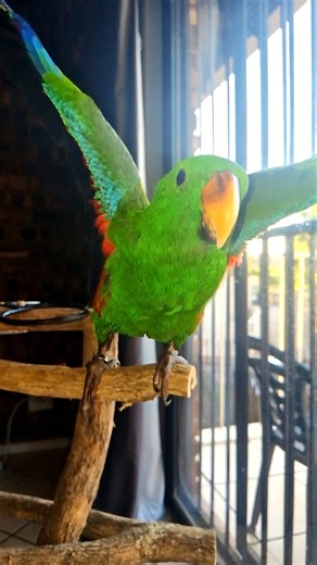 Eclectus Parrot Shows His Wings in Slow Motion 🦜💚 | Amazing Parrot Trick | Michelle Goosen #eclectus