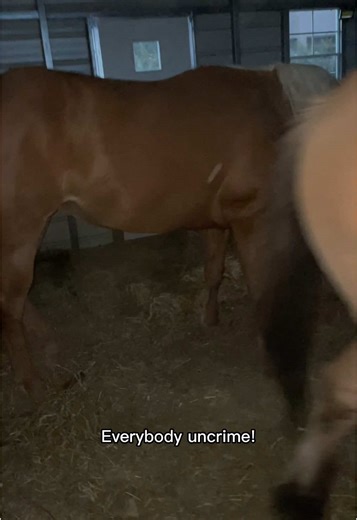 Understanding Crime and Humor in Squidward's World