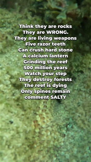 Sea Urchin - The Living Weapon That Crushes Stone