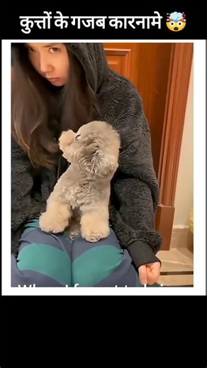 Amazing feats of dogs😂 #funnymoments