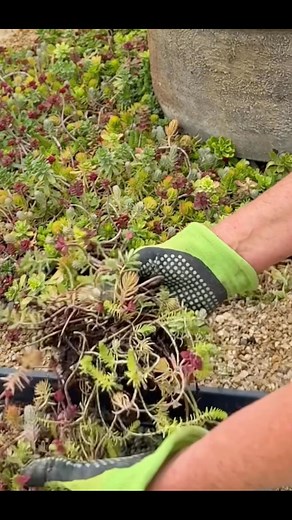 The sedum ground cover I planted last year around the fountain looks so nice that I planted more. I would like to fill all of this part of the walkway in eventually! These are the sedum tiles from Lowe's. Easy to plant! Just pull apart and lay in soil or rock gardens. Takes sun, shade, heat tolerant, and drought tolerant. Plus Donnie getting his steps in! 😁 | Smiths Country Gardens