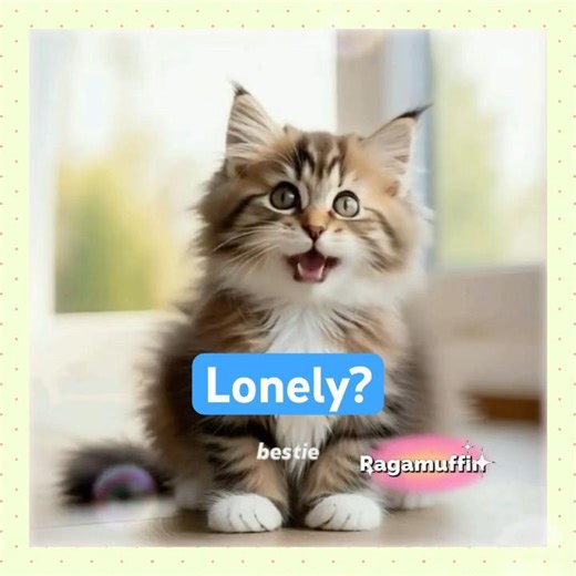 [JAE] Ragamuffin - Forever? #cute #kitten #catlovers #growingpains
