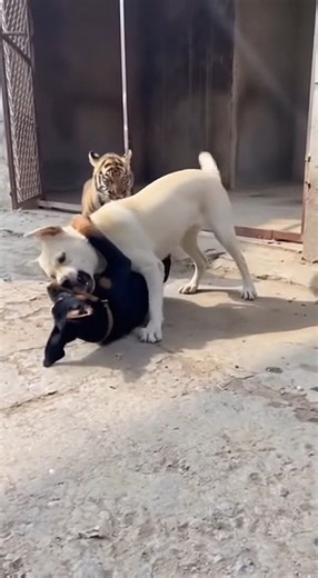 Labrador , Do not fight with ma friend 😳🥴😱 #angrytiger #tiger #tigerspotted #worldtiger #tigertime