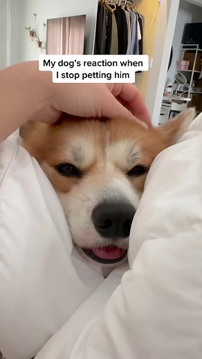 Understanding a Corgi's Reaction to Petting | Dog Mom Life