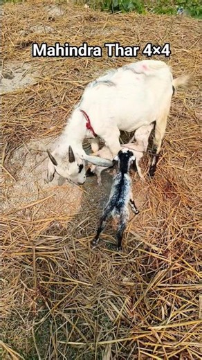 #mahindra #thar delivered 4×4